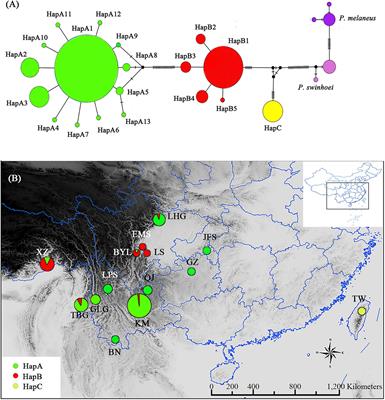 Differentiation of the Chestnut Tiger Butterfly Parantica sita (Lepidoptera: Nymphalidae: Danainae) in China